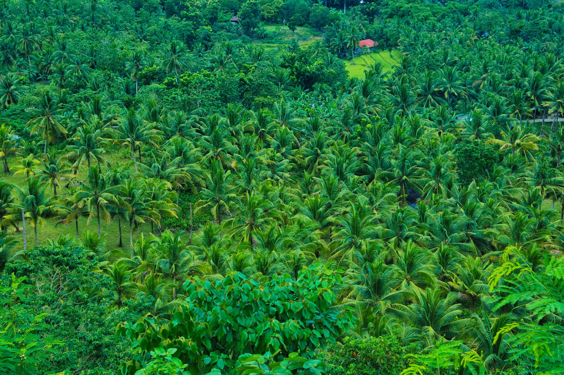 Lush green vanilla plantation with climbing vines and tropical vegetation