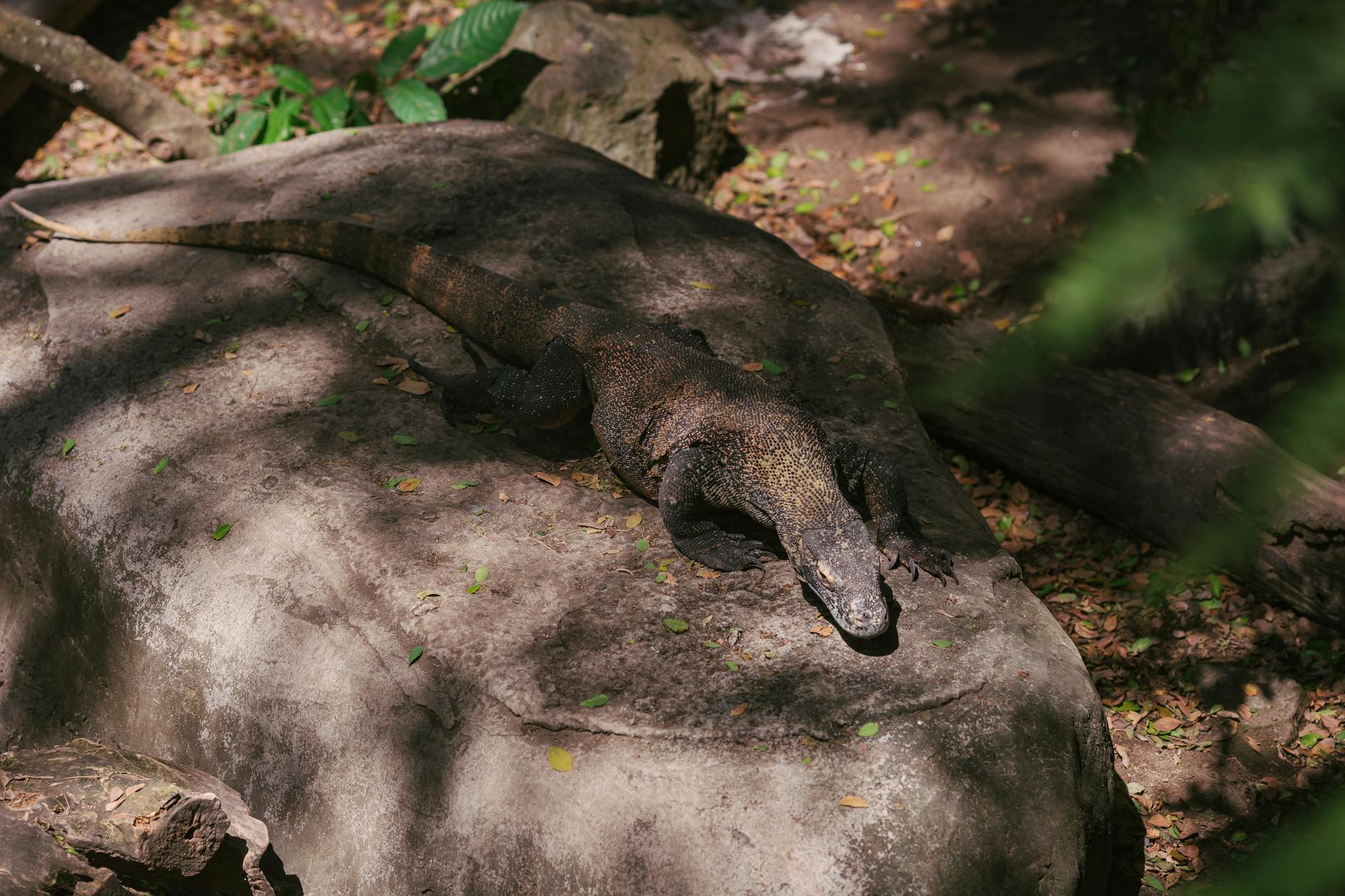 Large Komodo dragon on rocky terrain in natural habitat