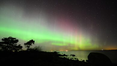 Spectacular green and purple aurora borealis dancing across dark night sky above silhouetted treeline