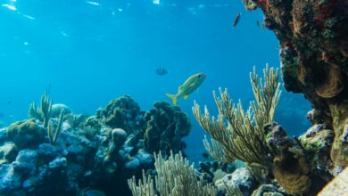 Vibrant coral reef ecosystem with tropical fish swimming above colorful coral formations