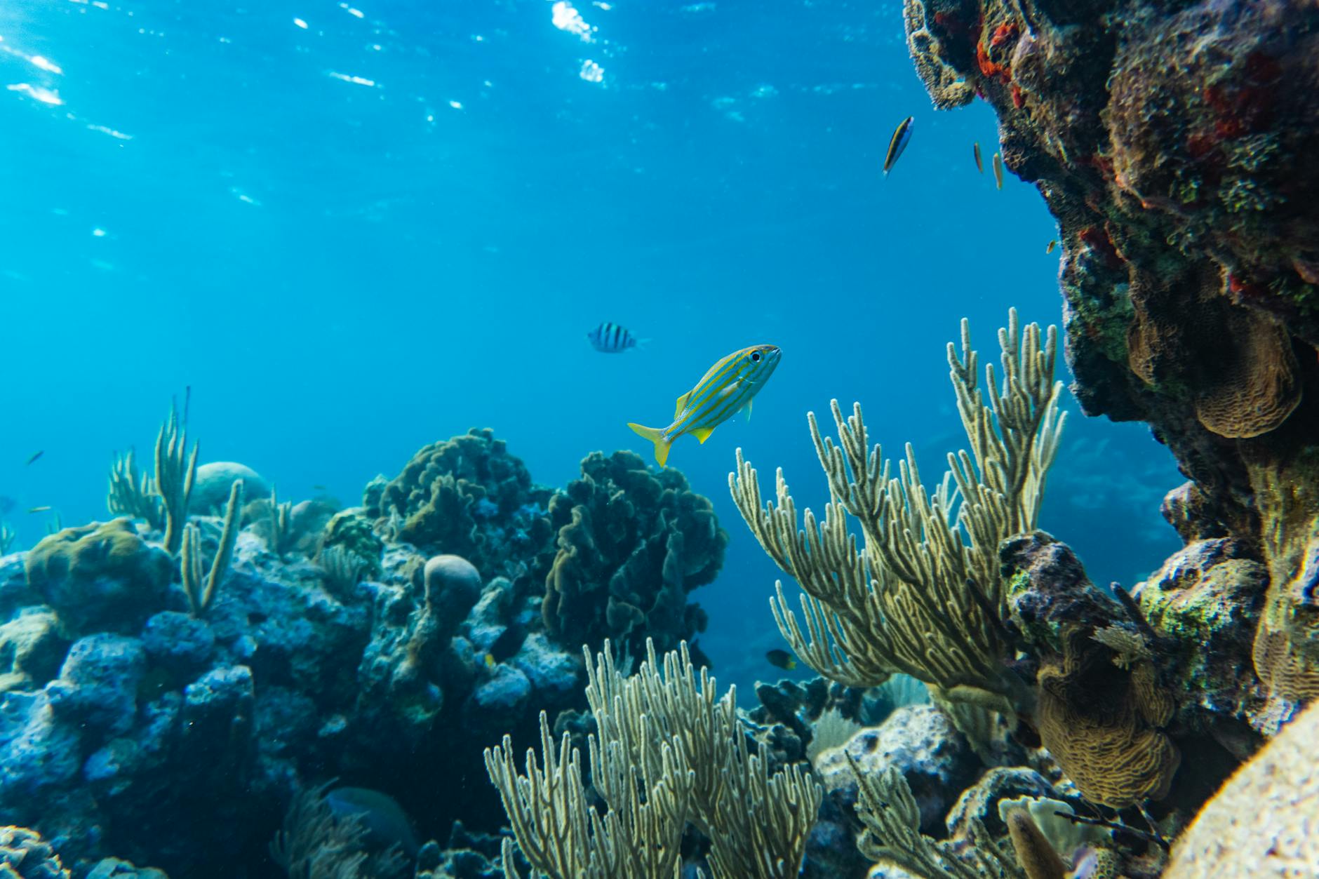 Vibrant coral reef ecosystem with tropical fish swimming above colorful coral formations