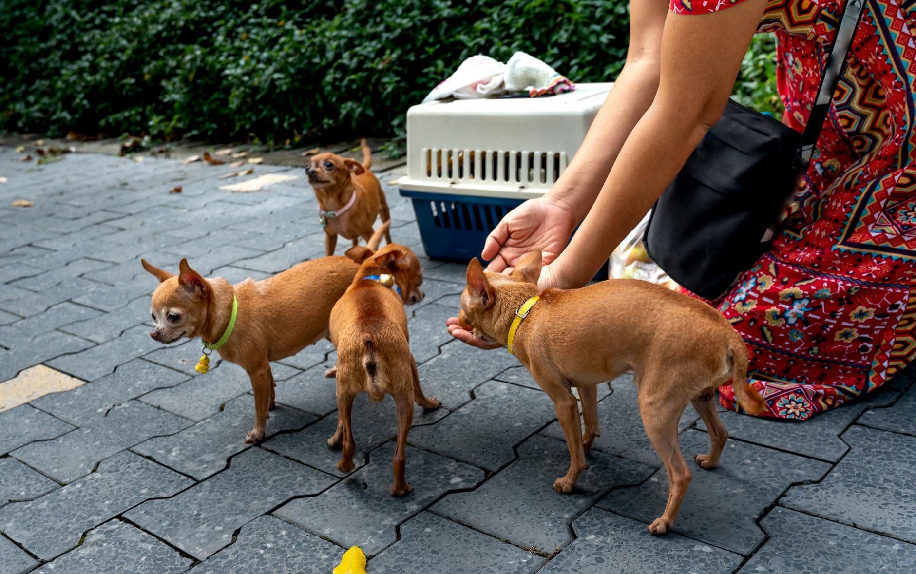 Small pet travel carrier suitable for airline cabin travel