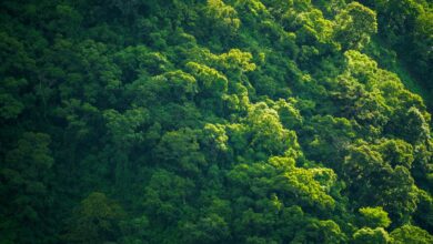 Aerial view of dense tropical rainforest canopy on the Osa Peninsula, Costa Rica