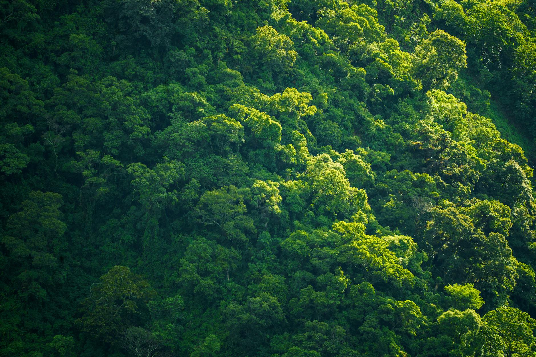 Aerial view of dense tropical rainforest canopy on the Osa Peninsula, Costa Rica