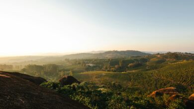 Rolling green coffee plantation hillsides in Colombia's Eje Cafetero region