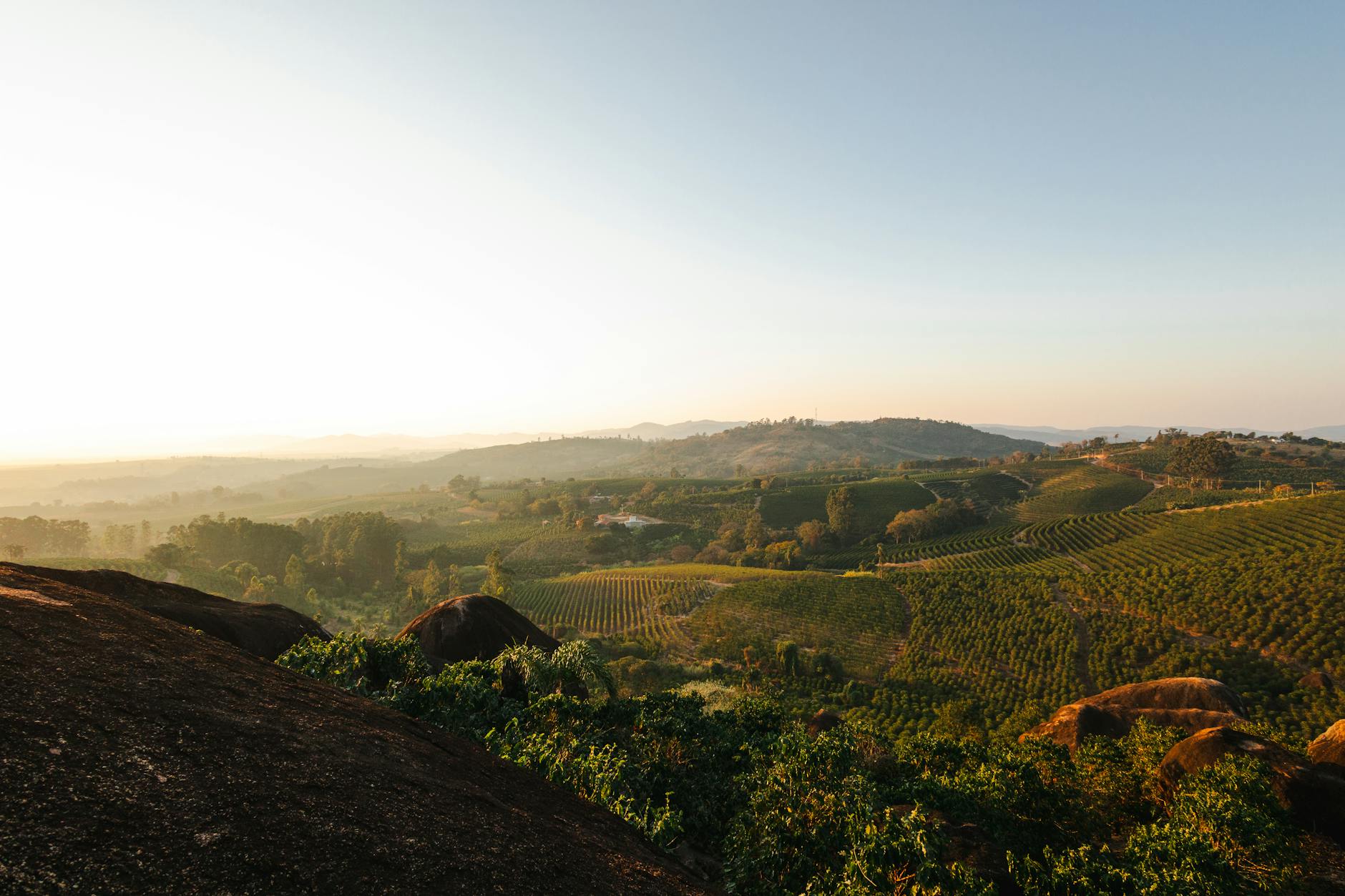 Rolling green coffee plantation hillsides in Colombia's Eje Cafetero region