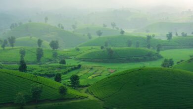 Lush green tea plantation covering rolling hills in Sri Lanka's central highlands