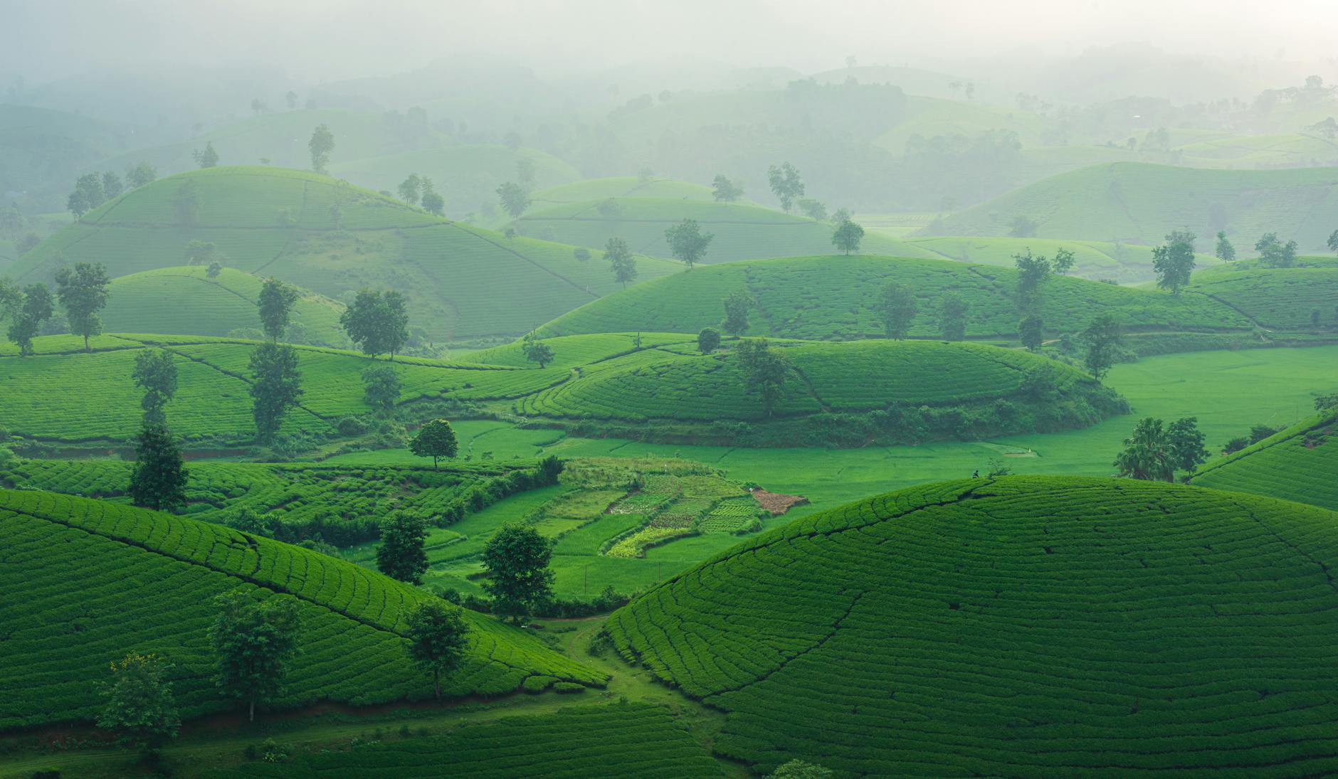 Lush green tea plantation covering rolling hills in Sri Lanka's central highlands