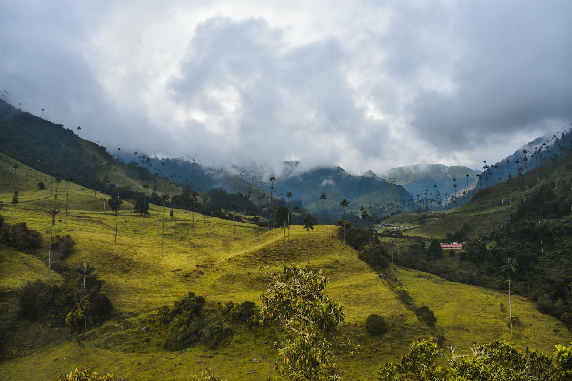 Tall wax palm trees rising above the Cocora Valley in Colombia's coffee country