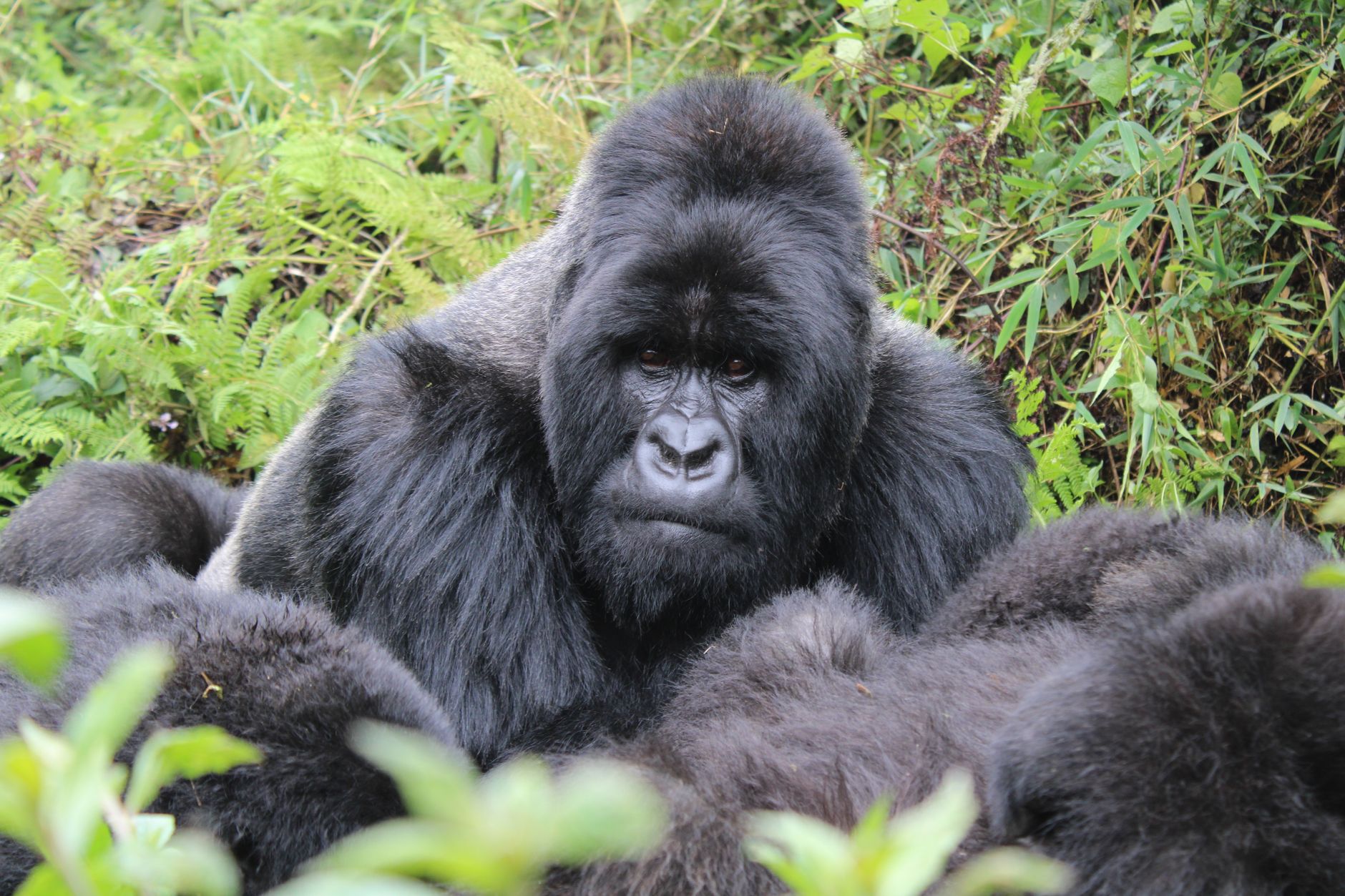 Mountain gorilla resting in natural forest habitat