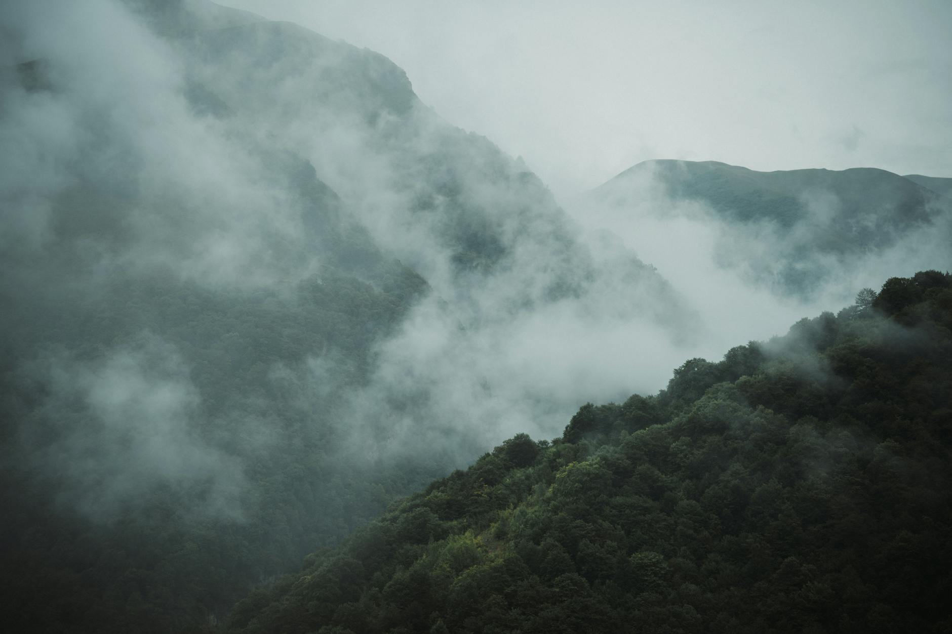 Dense cloud forest on a highland plateau with low mist drifting through the trees
