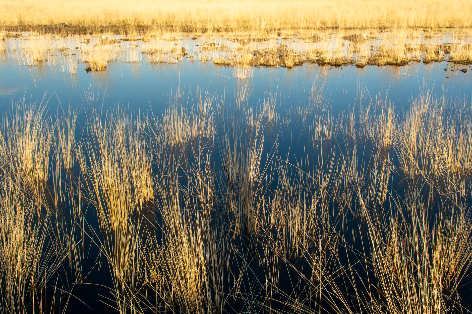 Wide view of a South American wetland with calm water, floating vegetation, and open sky