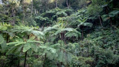 Dense tropical rainforest canopy viewed from below, Madagascar
