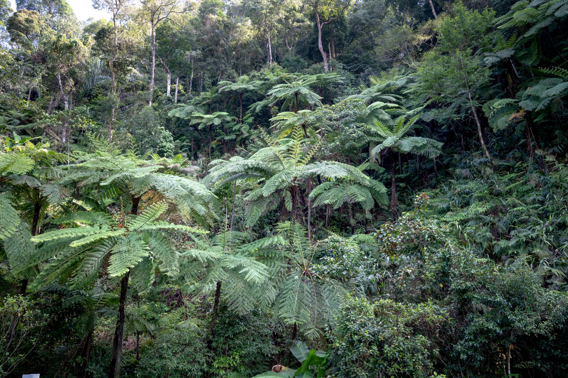 Dense tropical rainforest canopy viewed from below, Madagascar