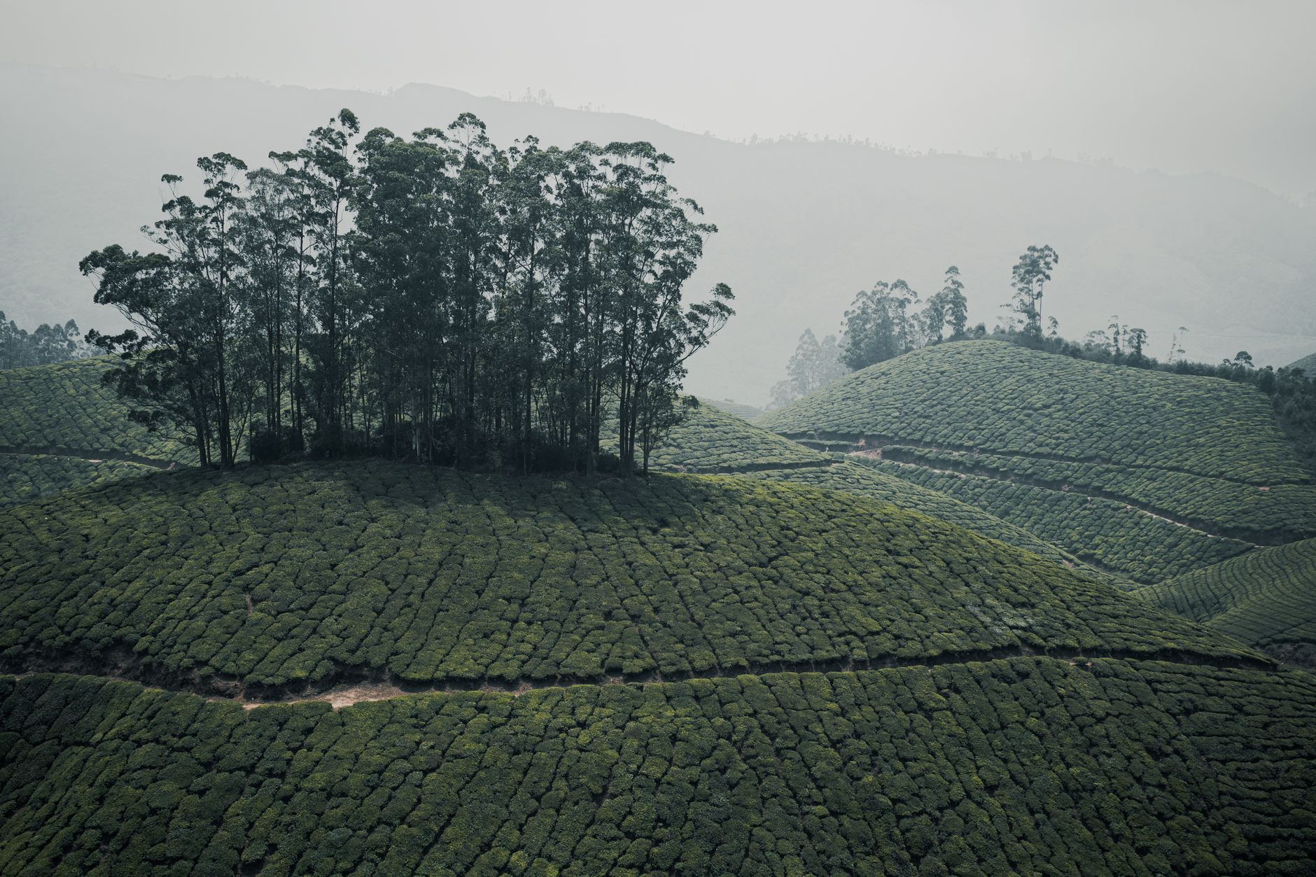 Lush green tea plantation terraces covering rolling hills in Sri Lanka's central highlands