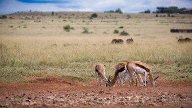 Wide open savanna landscape in Kenya under a blue sky with acacia trees in the distance