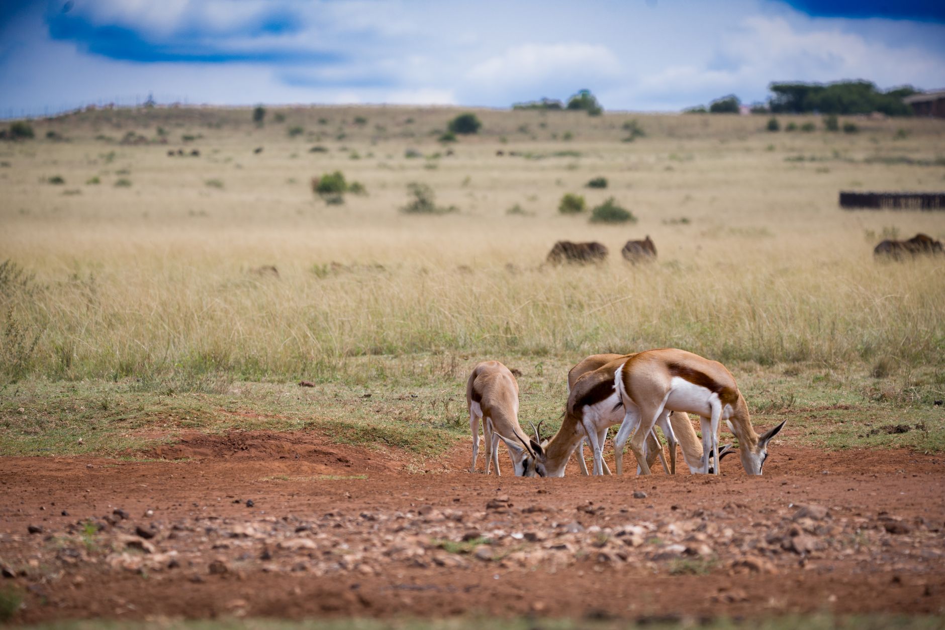 Wide open savanna landscape in Kenya under a blue sky with acacia trees in the distance