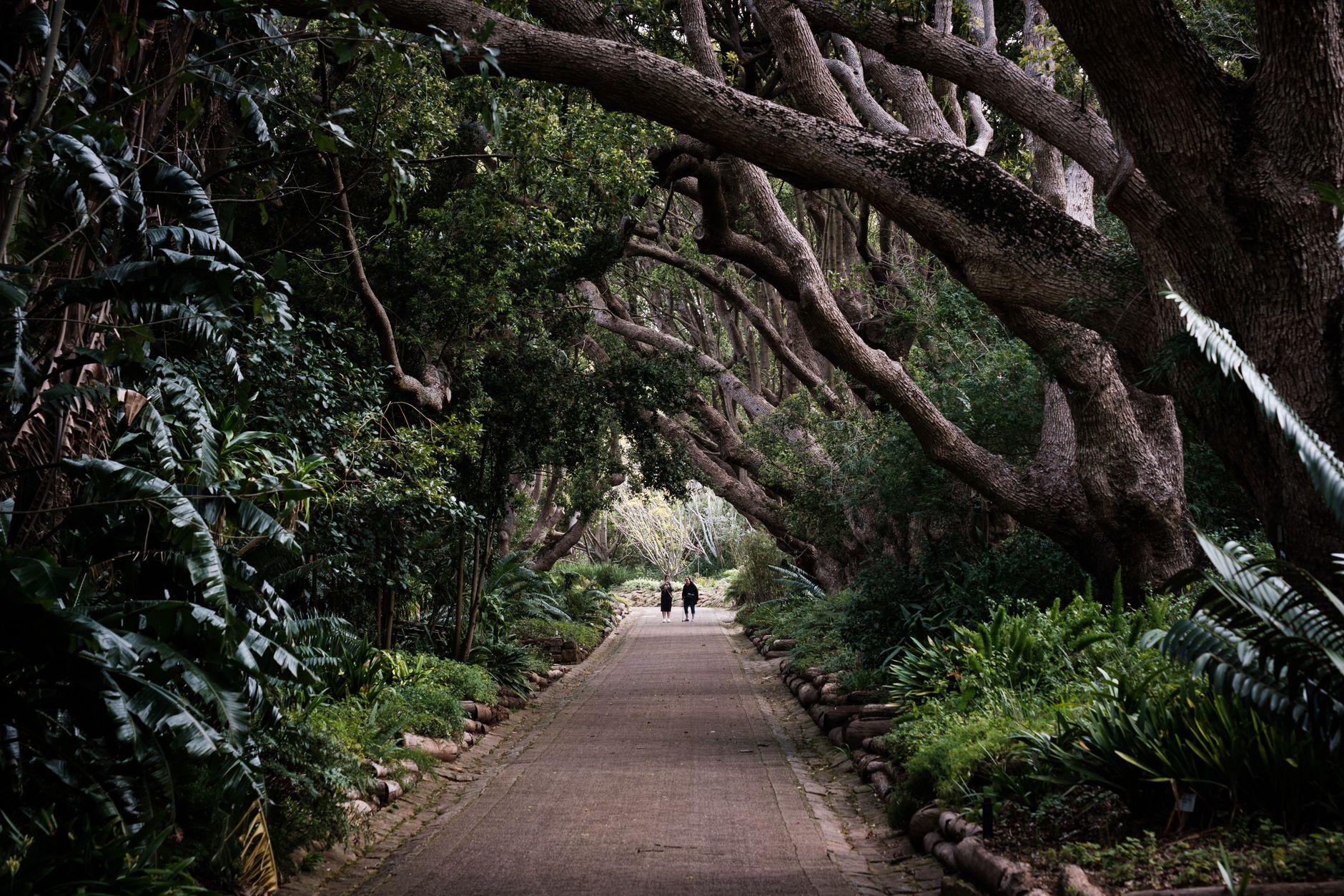 Narrow dirt trail winding through dense indigenous forest in East Africa