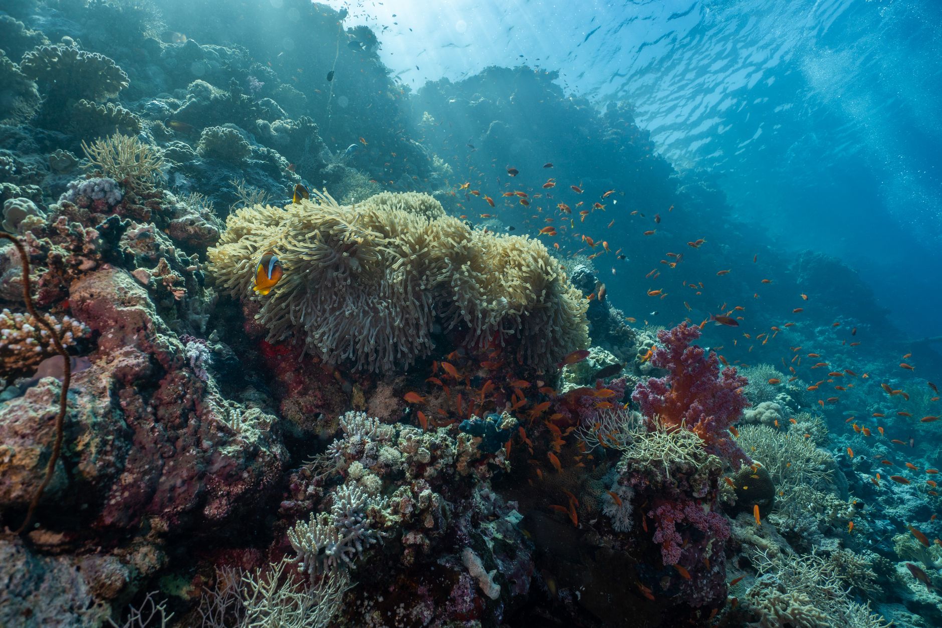 Vibrant coral reef with schools of fish in clear blue tropical water