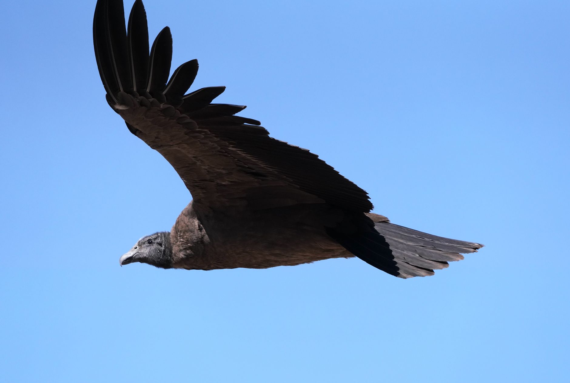 Andean condor in flight with wings fully extended against a blue sky