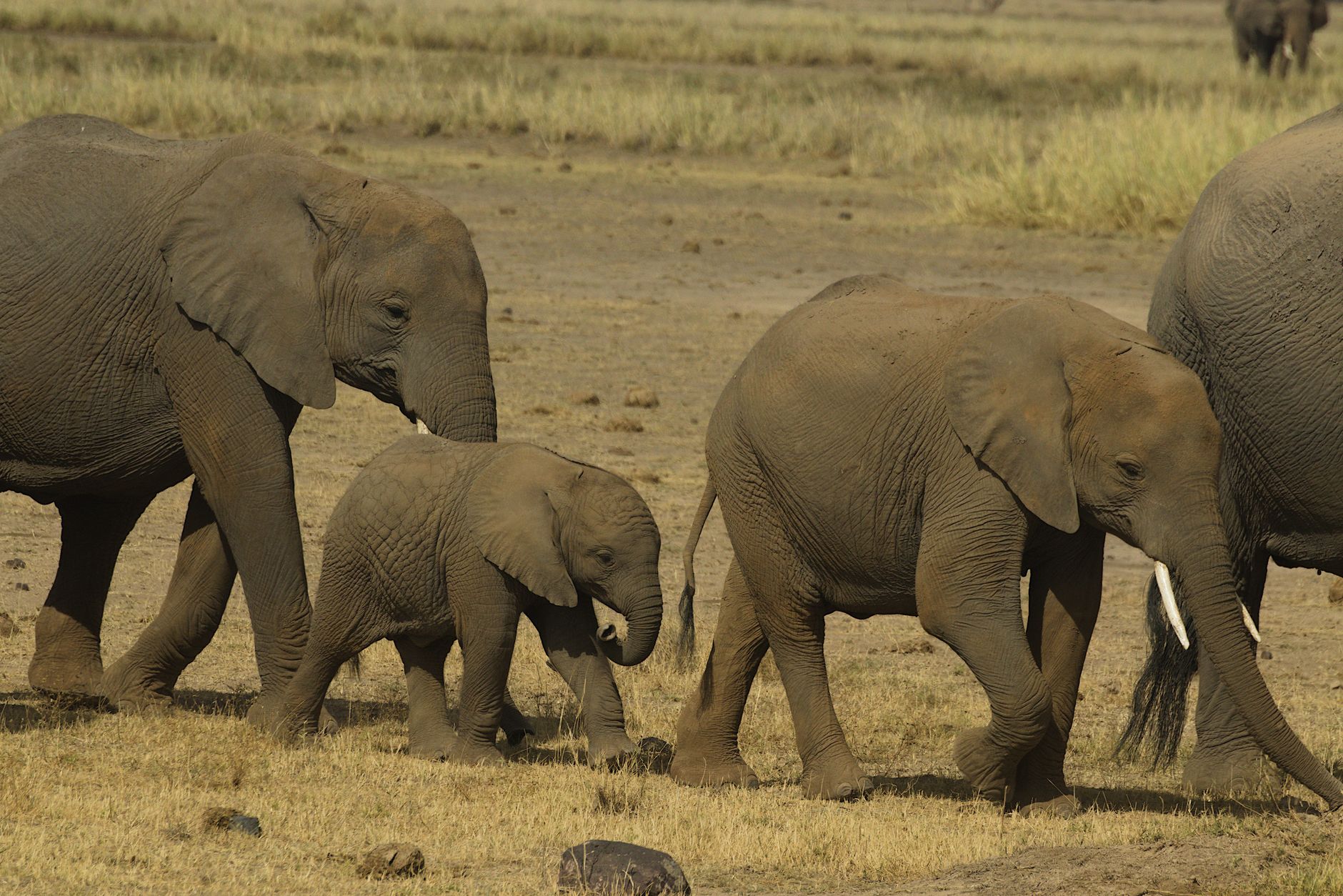 A large elephant herd moving across open African scrubland during dry season