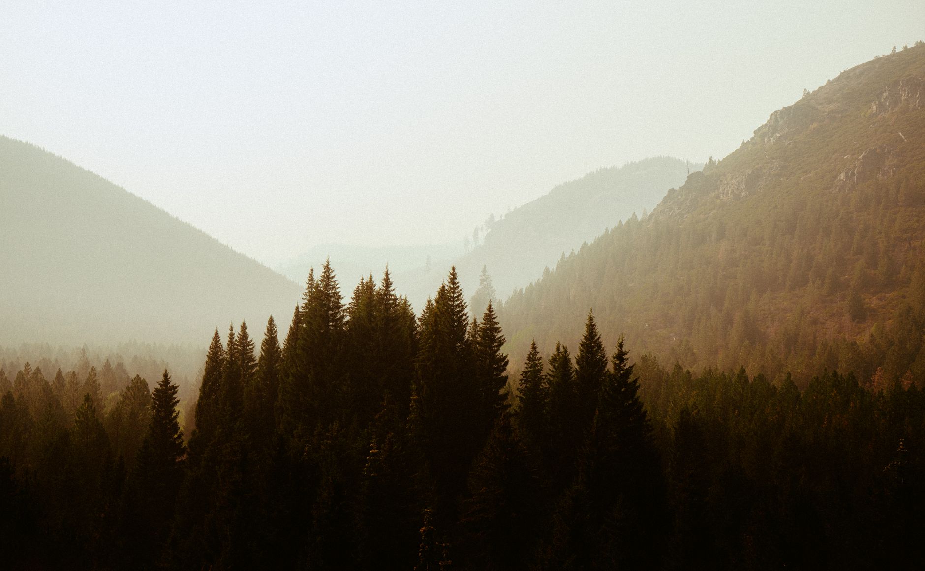Dense mist-covered forest canopy in a highland African national park