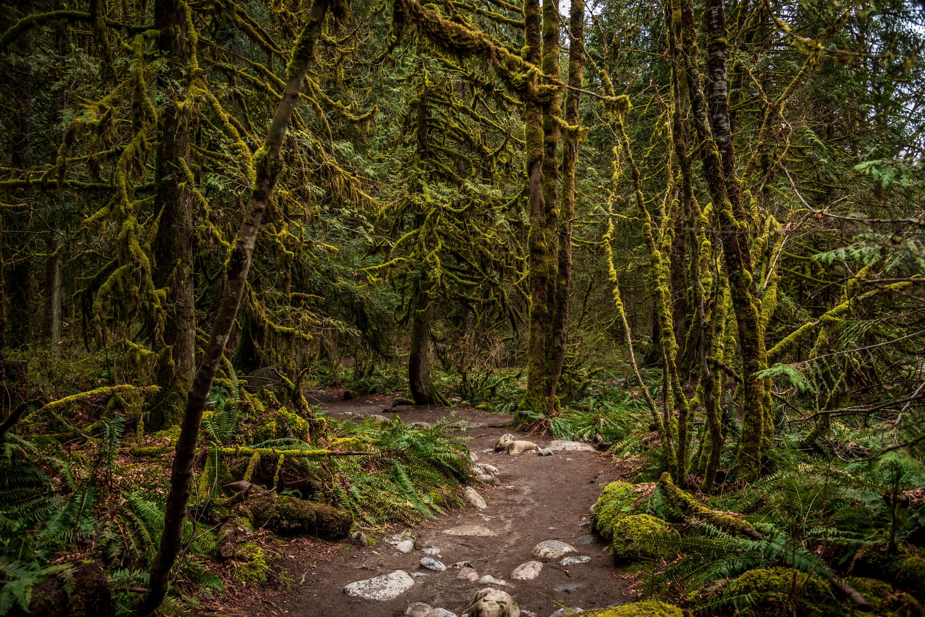A narrow muddy trail cutting through thick tropical rainforest undergrowth