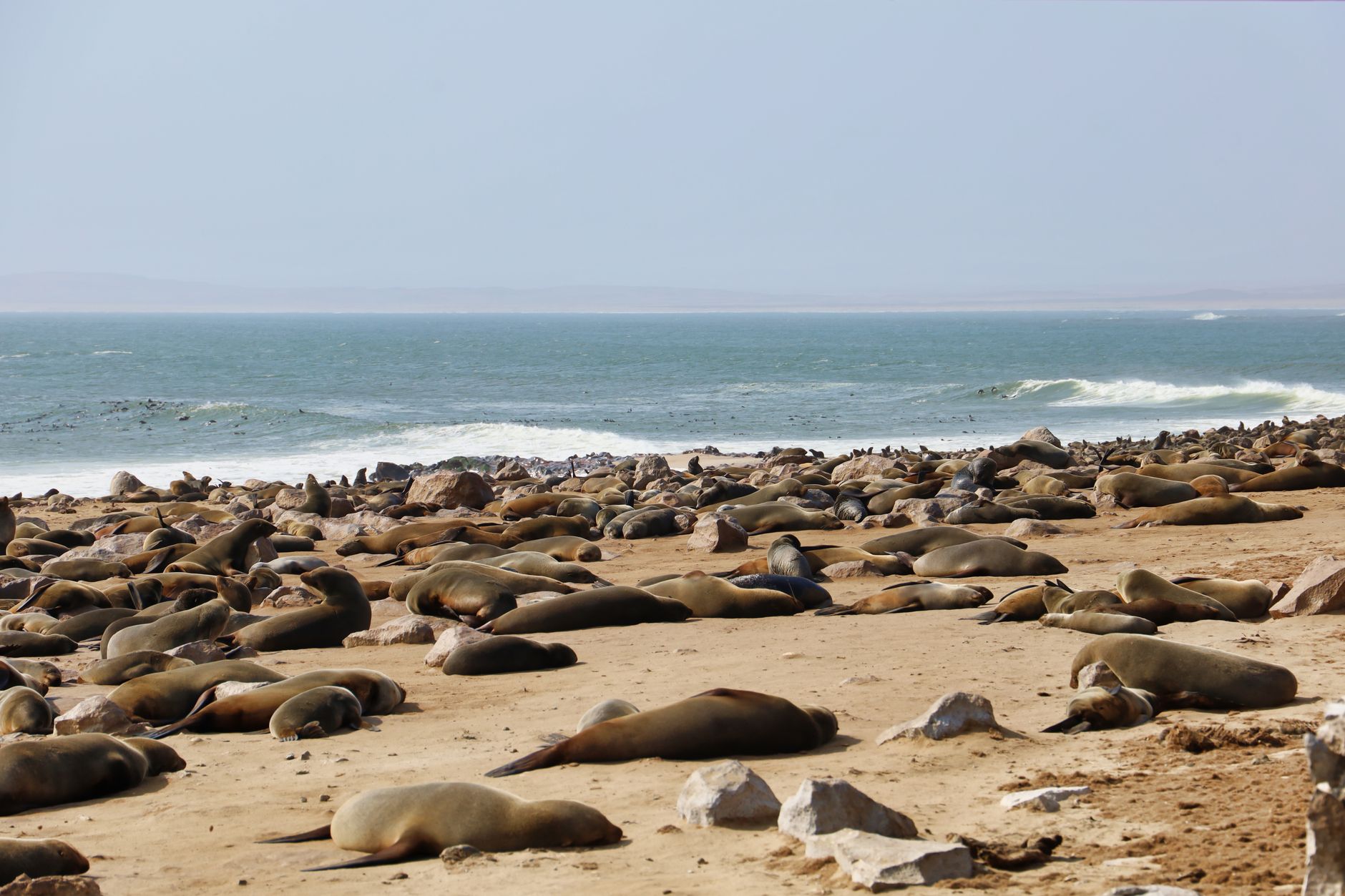 Large colony of Cape fur seals gathered on rocky Atlantic shoreline