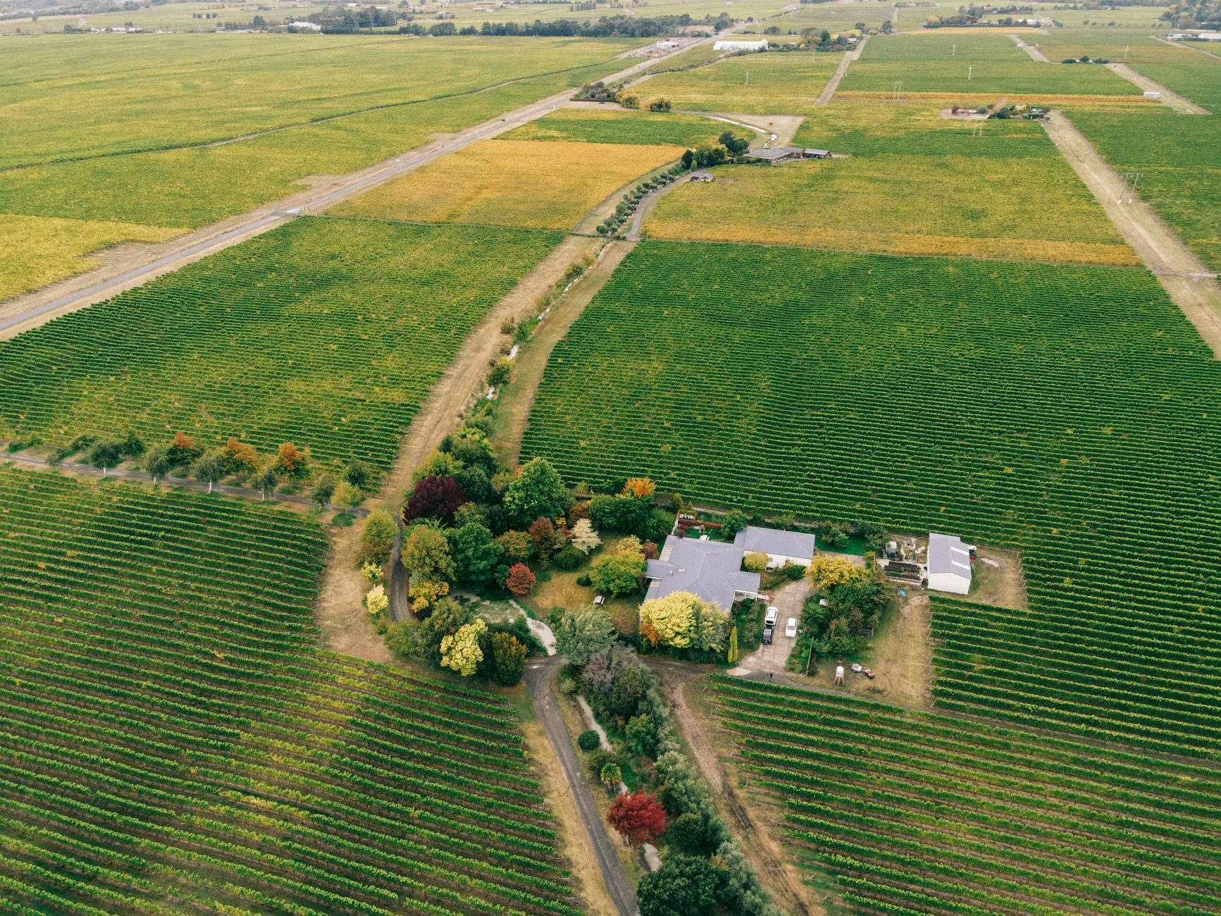 A stone farmhouse surrounded by vineyards and olive trees in a quiet agricultural landscape