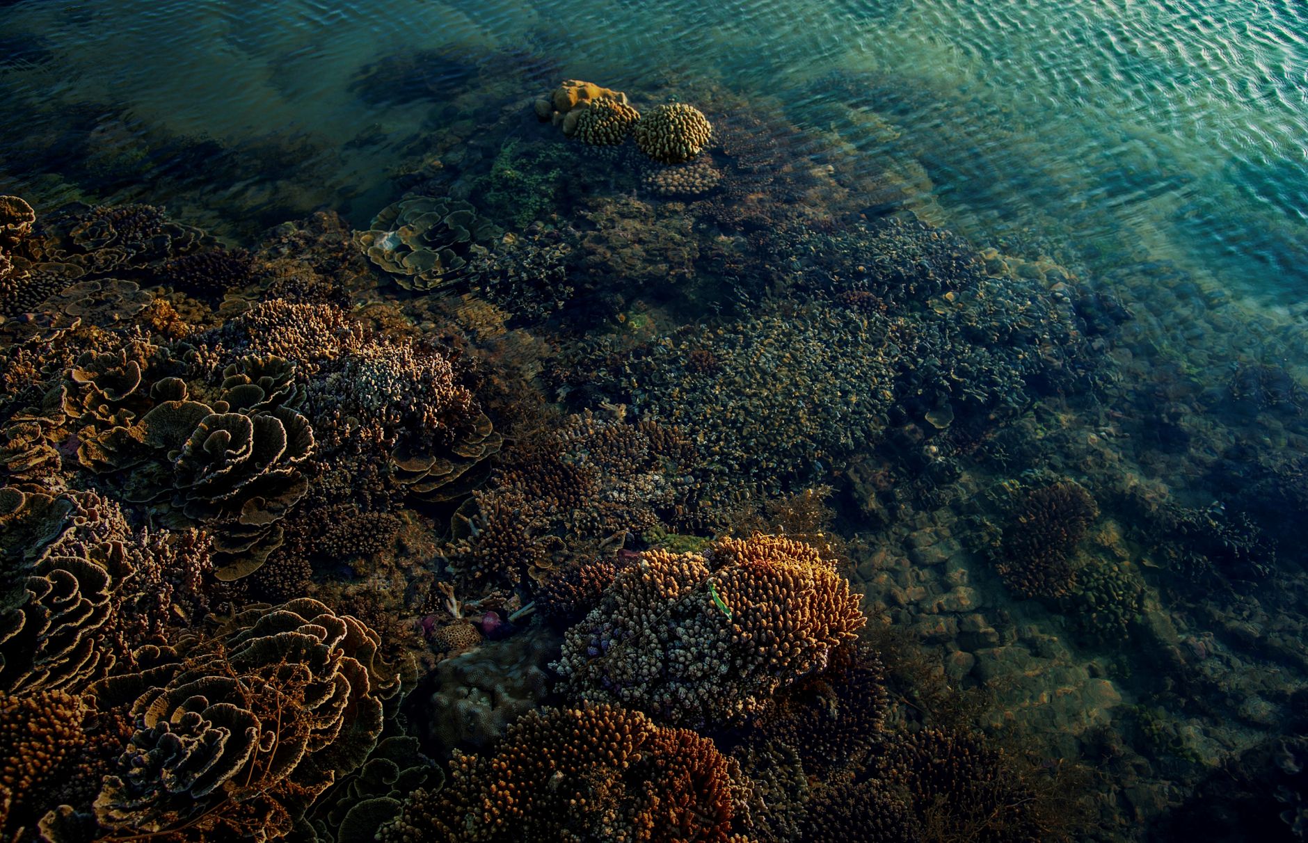 Colorful coral reef with fish in clear tropical water