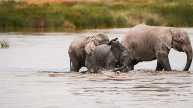 A large herd of African elephants crossing a river in southern Africa