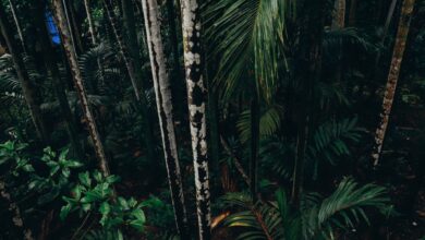 Dense rainforest canopy viewed from above in a montane forest