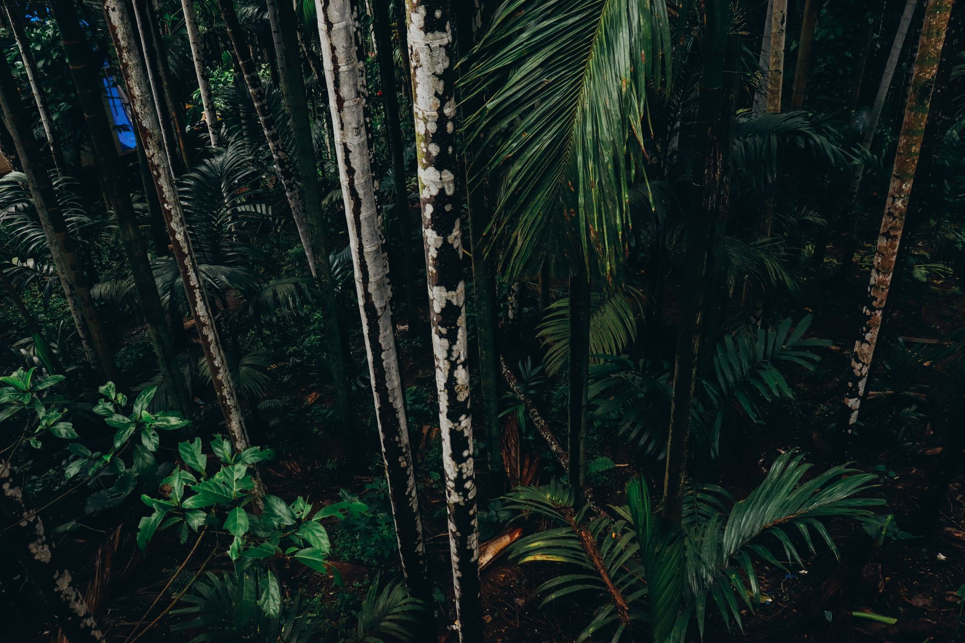 Dense rainforest canopy viewed from above in a montane forest