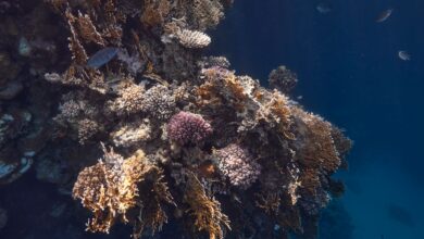 Vibrant coral reef system with tropical fish in clear blue Indonesian waters