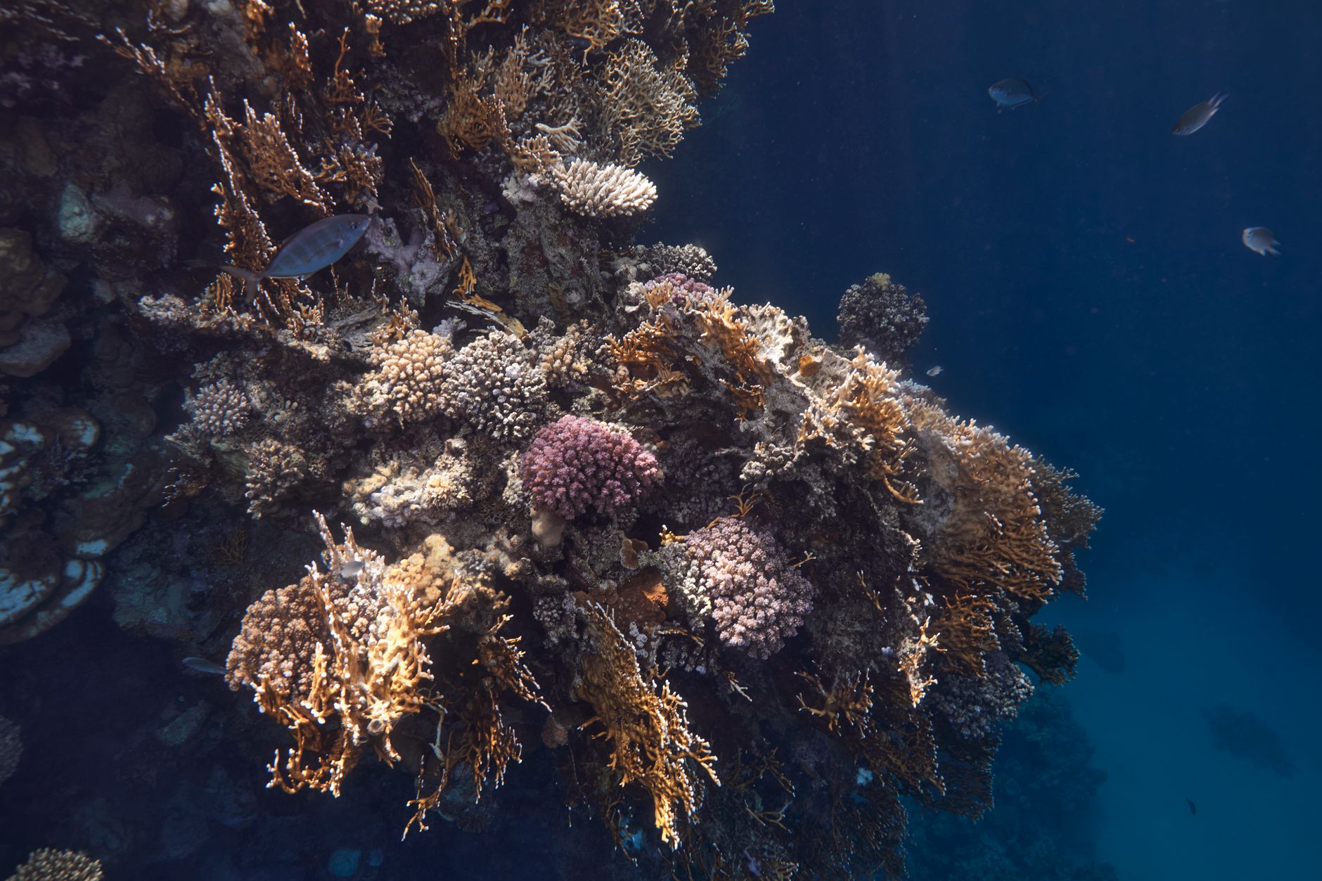 Vibrant coral reef system with tropical fish in clear blue Indonesian waters