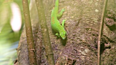 Dense coastal rainforest on the Masoala Peninsula, Madagascar