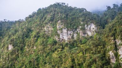Dense tropical forest rising into mountain terrain along a lake shoreline in East Africa