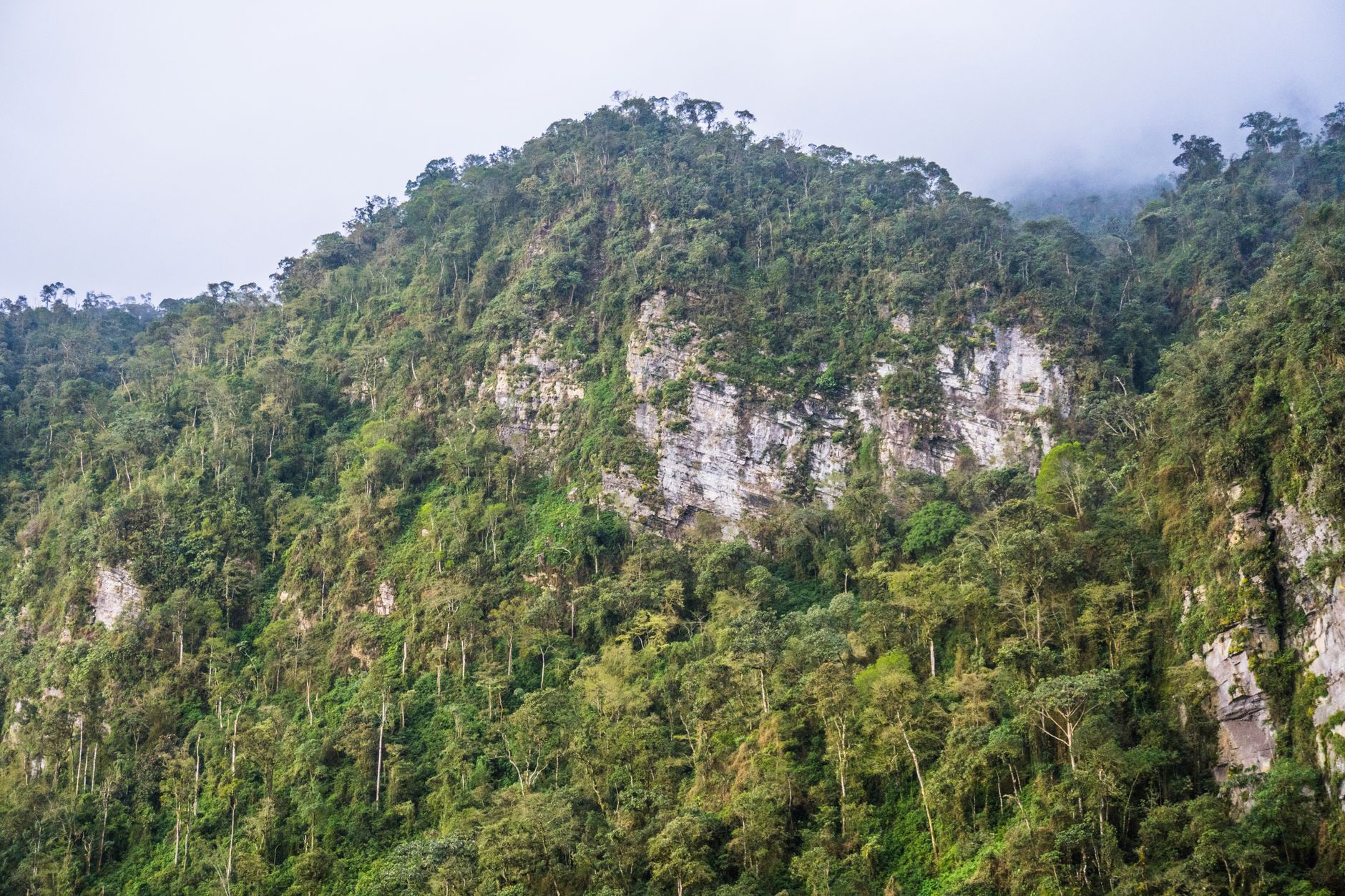 Dense tropical forest rising into mountain terrain along a lake shoreline in East Africa