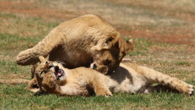 A pride of lions resting in dry savanna grassland in Tanzania