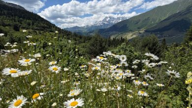 Wide alpine meadow covered in wildflowers under overcast skies, resembling Dzukou Valley's highland landscape