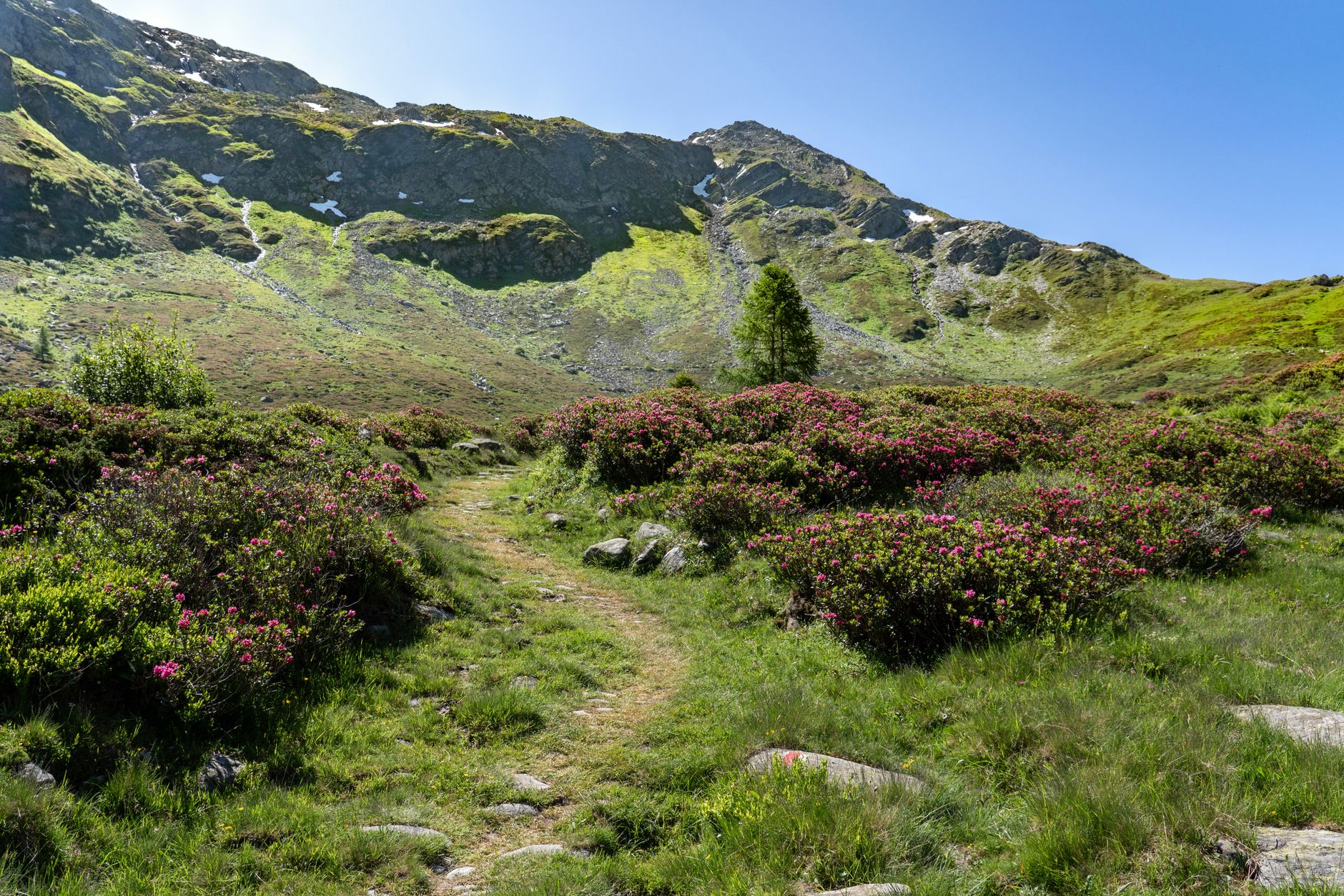 Narrow hiking trail winding through a green alpine mountain landscape