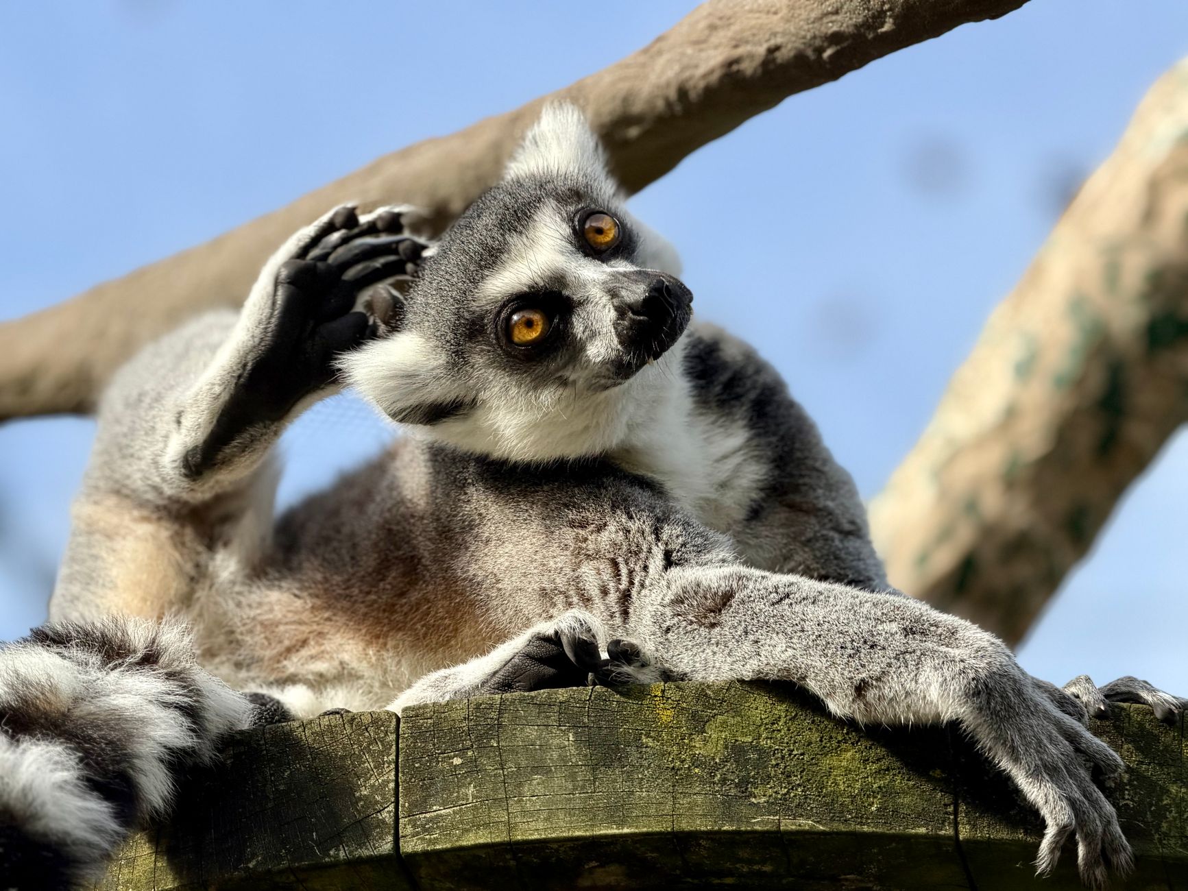 Wild lemur in natural forest habitat in Madagascar