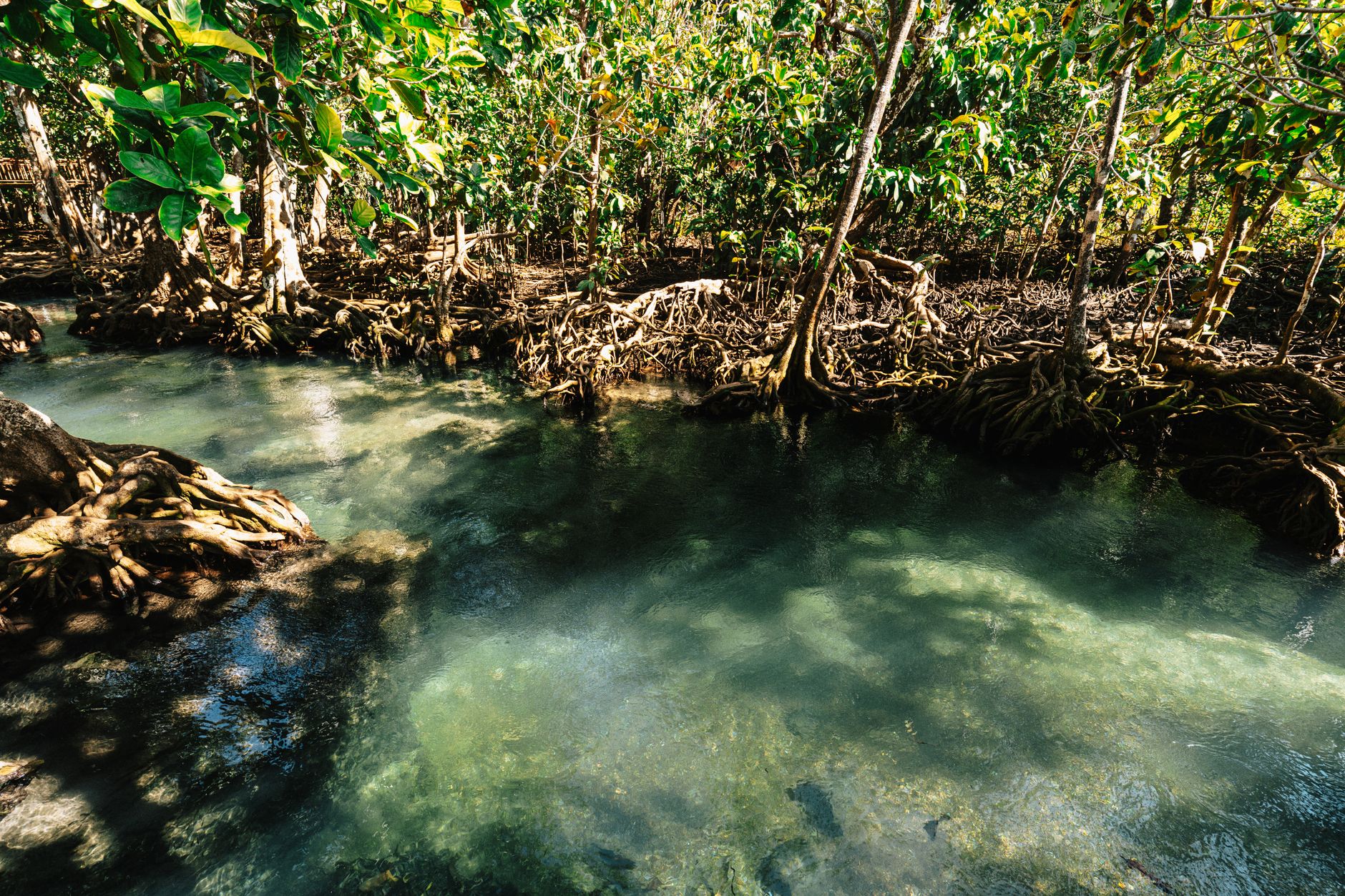 Dense mangrove forest reflected in still river water at low tide
