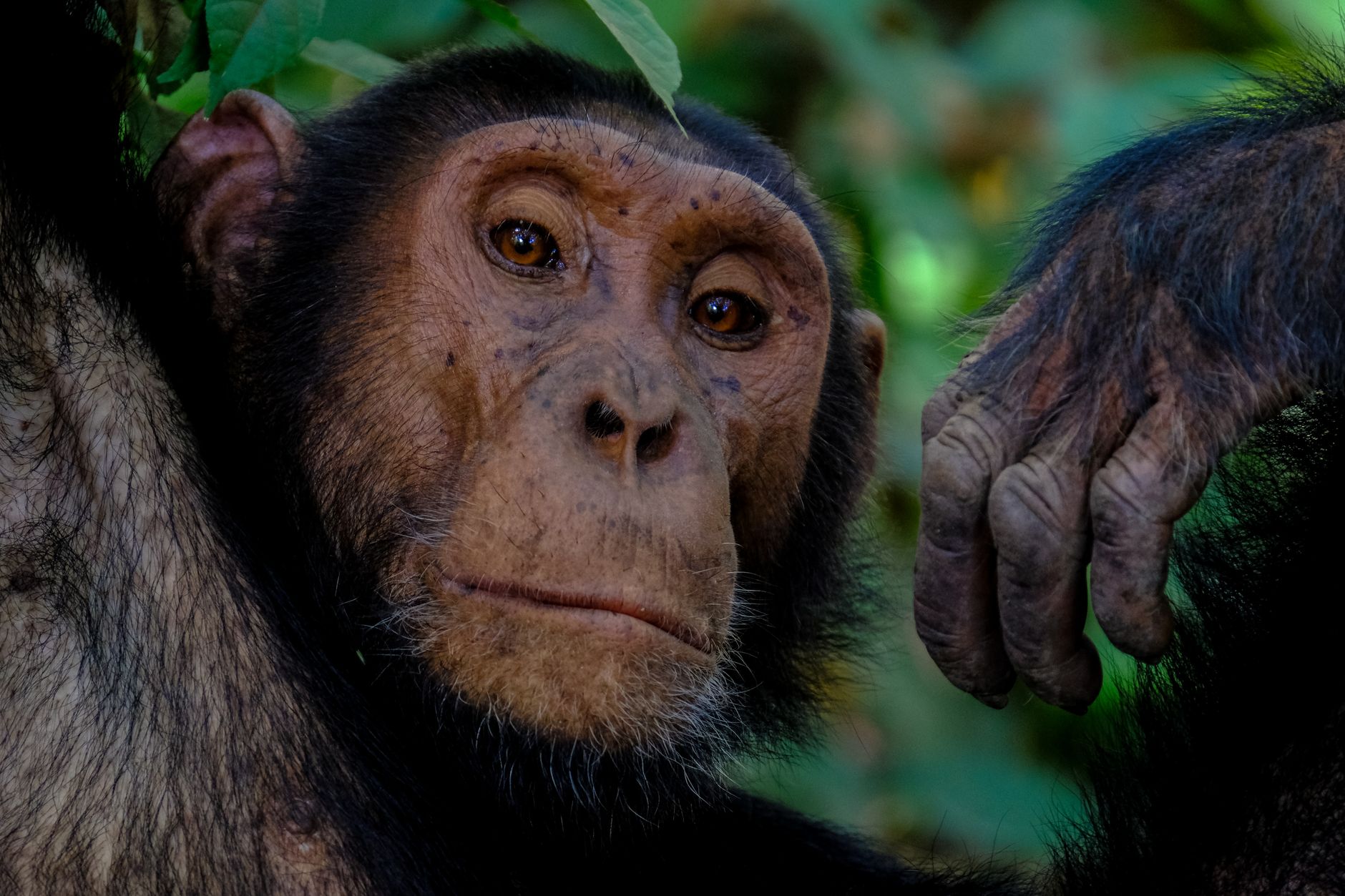 Chimpanzee moving through thick forest canopy in a national park setting
