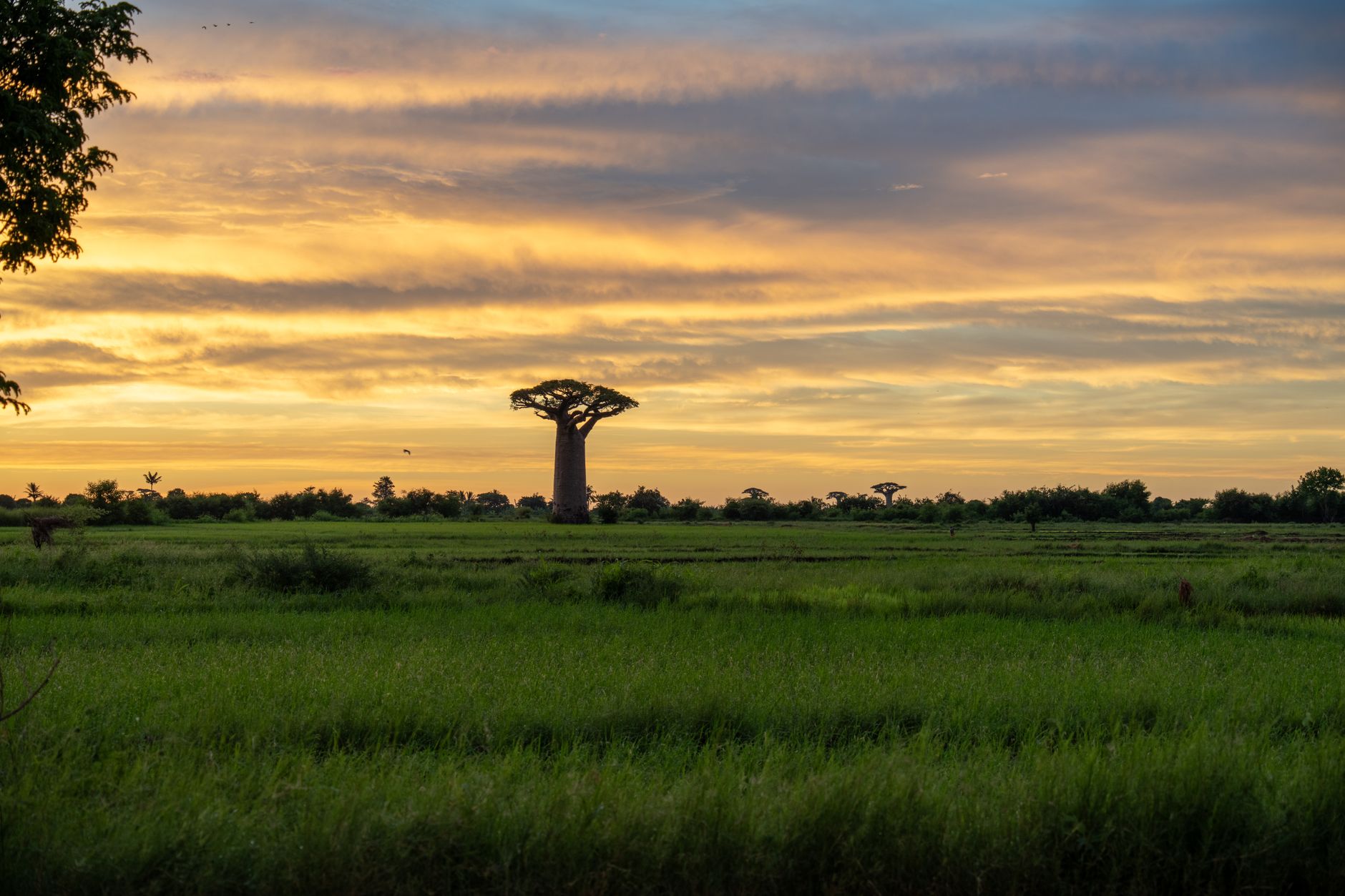 Ancient baobab trees rising from dry African woodland landscape
