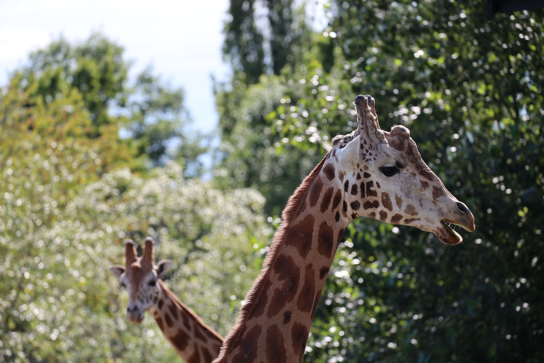 Reticulated giraffe standing in arid African scrubland