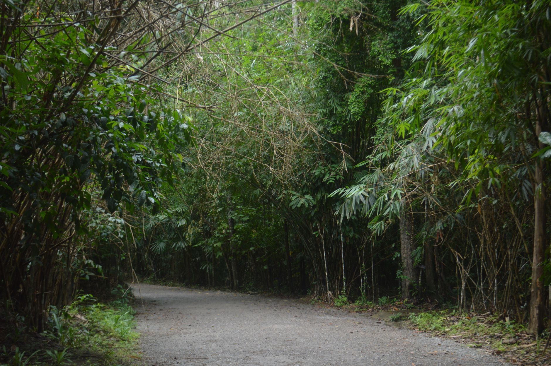 Trekker walking along a narrow jungle trail surrounded by dense green vegetation