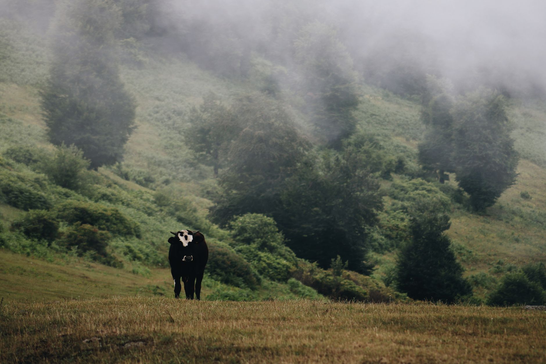 Open highland meadow with grazing livestock and mountain peaks in the background