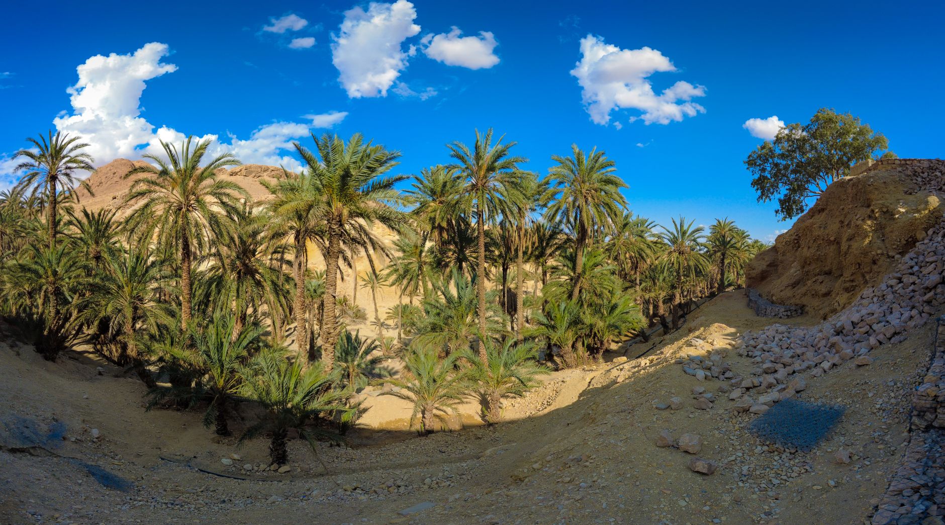 Date palm oasis lining an irrigation channel in the Moroccan desert landscape