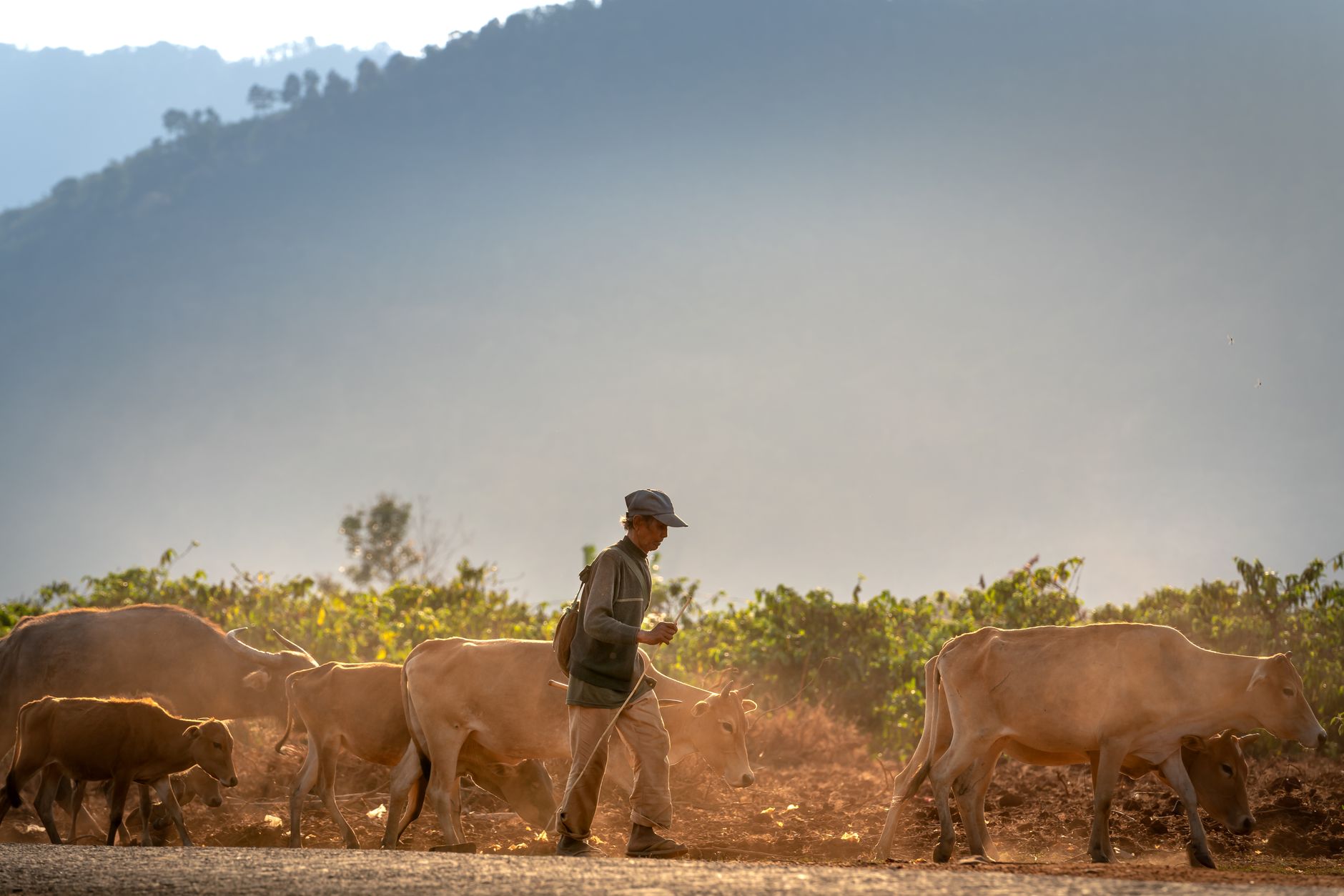 Cattle herders moving a herd through open dry grassland in East Africa